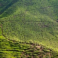 Cameron Bahrat Tea Estate