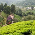 Boh Tea Estate