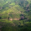 Boh Tea Estate