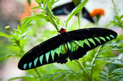 Butterfly Farm