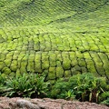 Boh Sungai Palas Tea Estate