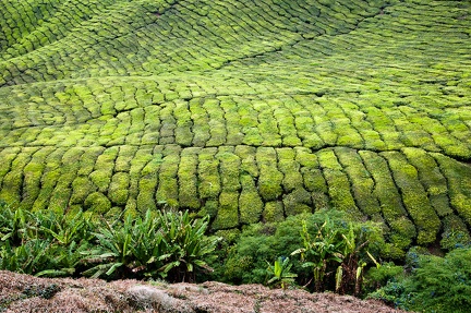 Boh Sungai Palas Tea Estate