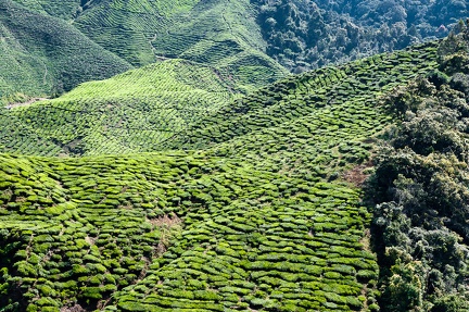 Cameron Bahrat Tea Estate