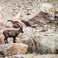 Argentera par le refuge Remondino, depuis le Boreon