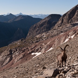 Grand Galibier