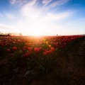 Les tulipes de La Brillanne