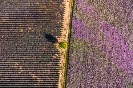 Entre sauge et lavande