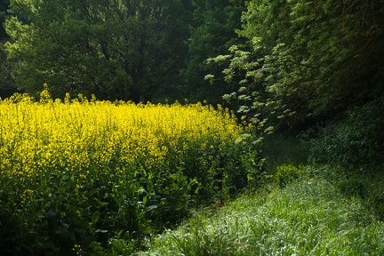 Vert et jaune