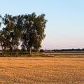 Les bouleaux