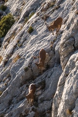 Les mouflons de la Sainte