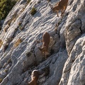 Les mouflons de la Sainte