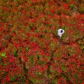 Rouge coquelicots