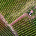 Perdue dans les vignes