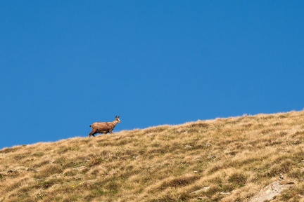 Chamoix sur les crêtes