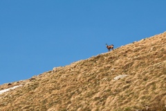 Chamoix sur les crêtes
