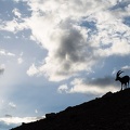 Bouquetin au Col des Houerts