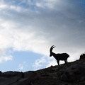 Bouquetin au Col des Houerts