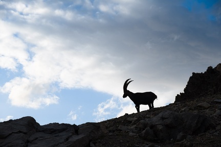 Bouquetin au Col des Houerts