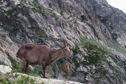 Argentera par le refuge Remondino, depuis le Boreon