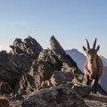 Argentera par le refuge Remondino, depuis le Boreon