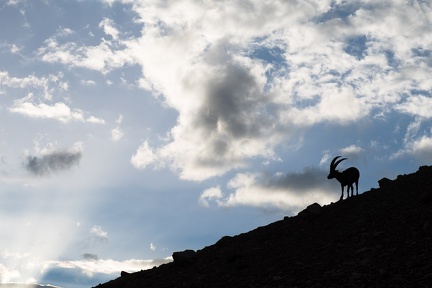 Bouquetin au Col des Houerts