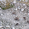 Troupeau de bouquetins remontant le Vallon des Houerts