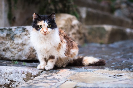 Encore un chat dans la rue