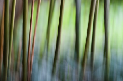 Jardin de lumière(s)