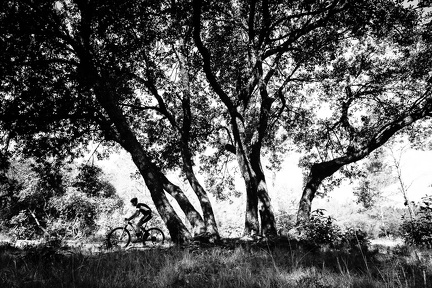 Sous l'arbre