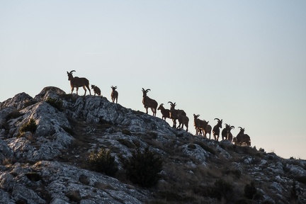 Les mouflons de la Sainte