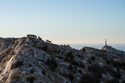 Les mouflons de la Sainte