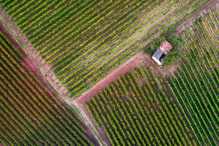 Perdue dans les vignes