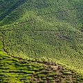 Cameron Bahrat Tea Estate