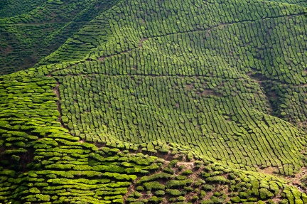 Cameron Bahrat Tea Estate