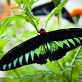 Butterfly Farm