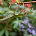 Butterfly Farm