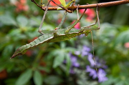 Butterfly Farm