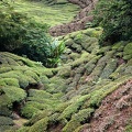 Boh Sungai Palas Tea Estate