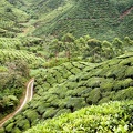 Boh Sungai Palas Tea Estate