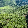 Cameron Bahrat Tea Estate