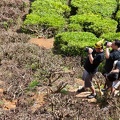 Cameron Bahrat Tea Estate