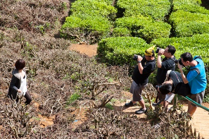 Cameron Bahrat Tea Estate