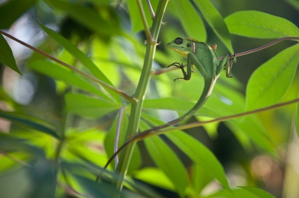 Y'a un lézard