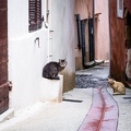 Pas un (mais 2) chats dans la rue