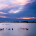 Les Salins du Lion