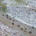 Troupeau de bouquetins remontant le Vallon des Houerts