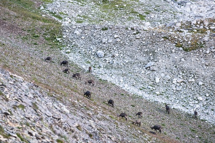 Troupeau de bouquetins remontant le Vallon des Houerts