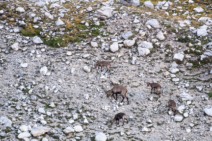 Troupeau de bouquetins remontant le Vallon des Houerts