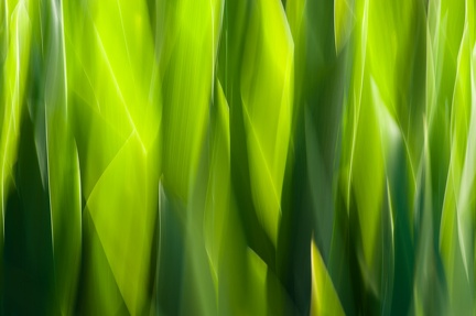 Jardin de lumière(s)