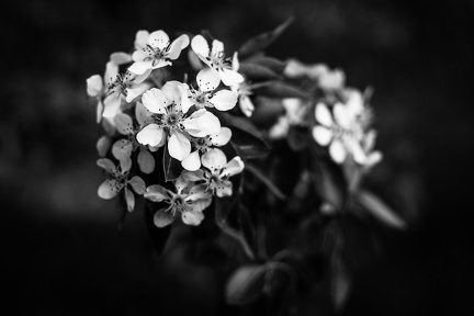 Noir printemps